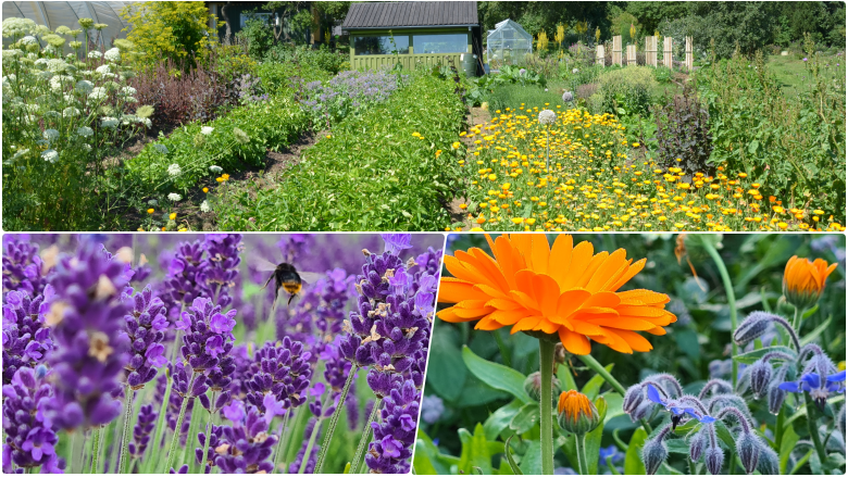 Grundkurs – framtidens trädgård och odling @ ecotopia